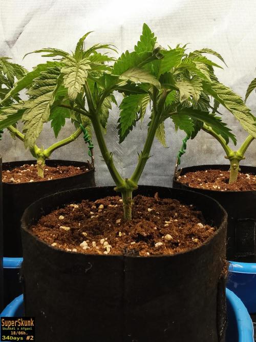 SuperSkunk. Week 5 - 24dn2