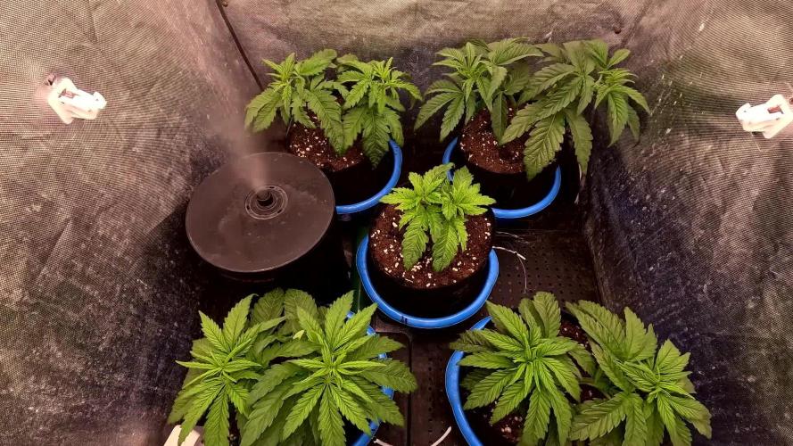 SuperSkunk