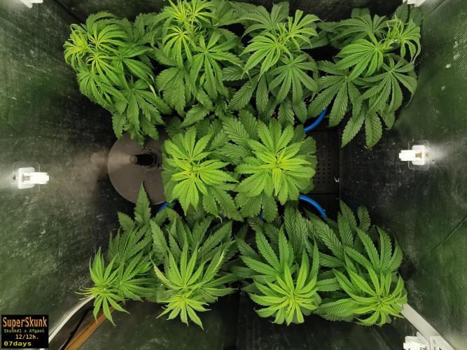 SuperSkunk. Week 6 - 7d
