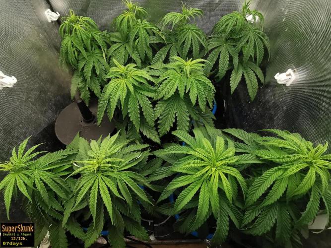 SuperSkunk. Week 6 - 7d