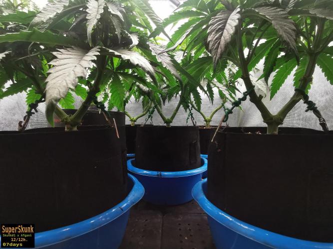 SuperSkunk. Week 6 - 7d