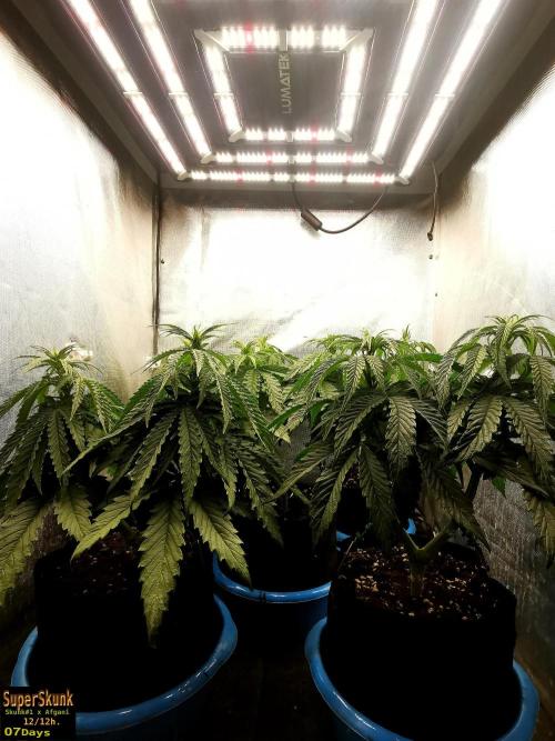 SuperSkunk. Week 6 - 7d
