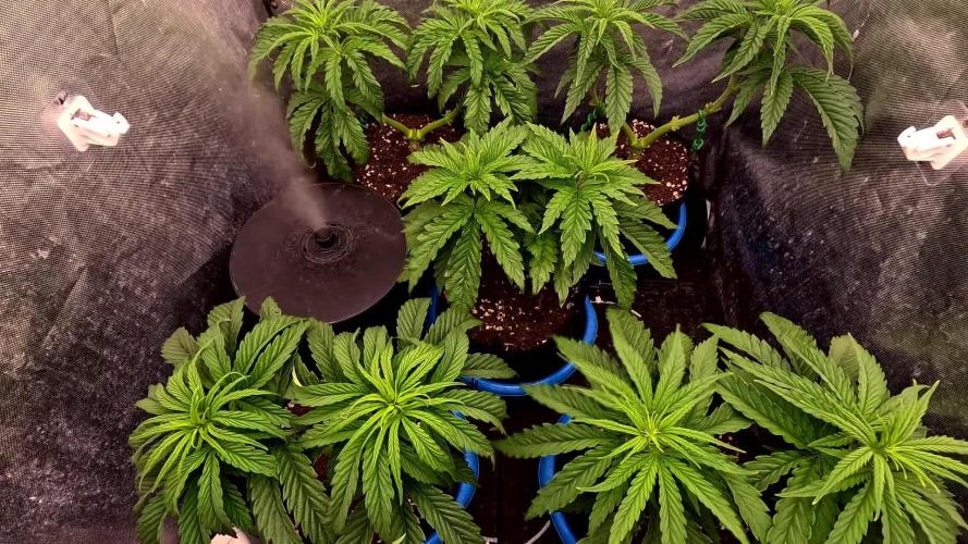SuperSkunk