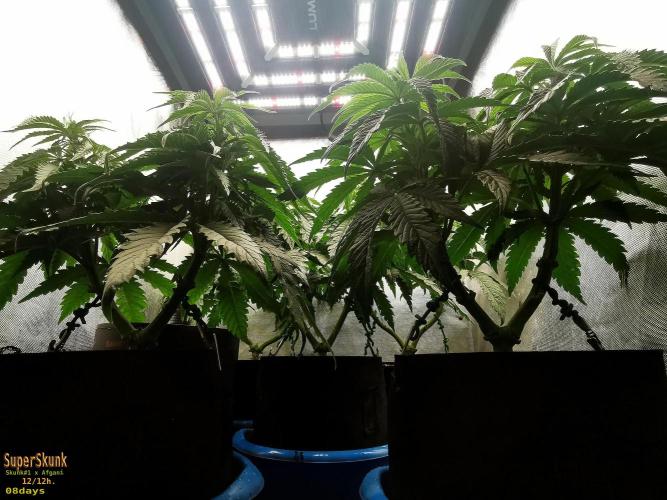 SuperSkunk. Week 7 - 8d