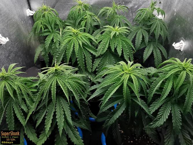SuperSkunk. Week 7 - 8d