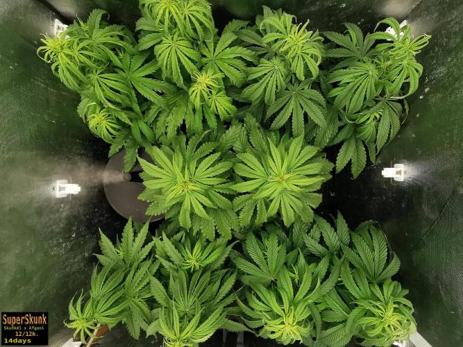 SuperSkunk. Week 7 - 14d