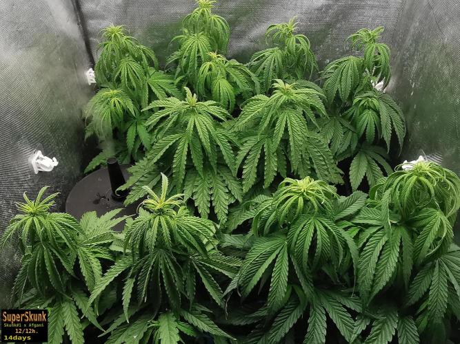 SuperSkunk. Week 7 - 14d