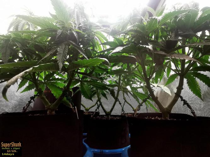 SuperSkunk. Week 7 - 14d