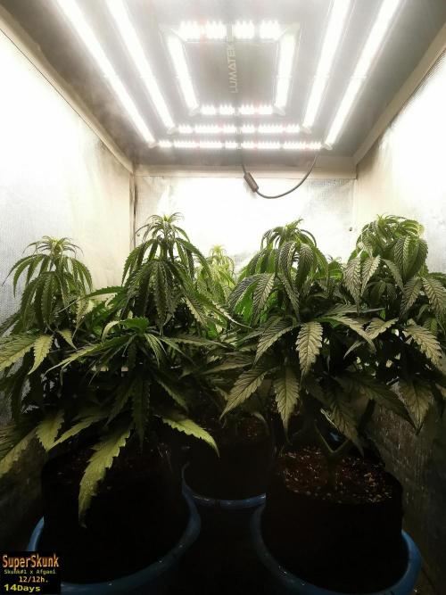 SuperSkunk. Week 7 - 14d