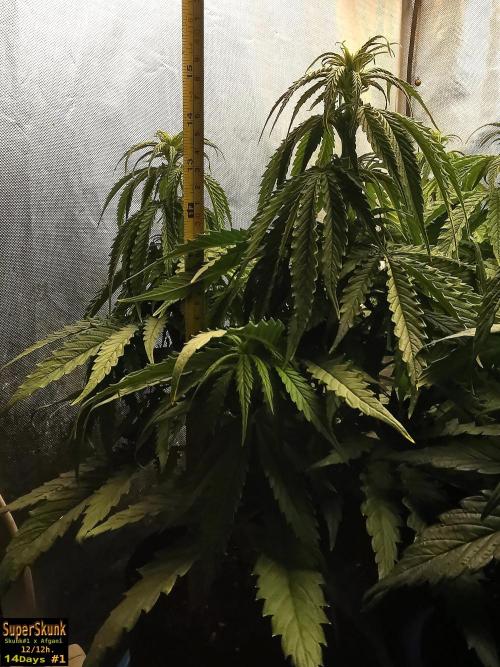 SuperSkunk. Week 7 - 14dn1