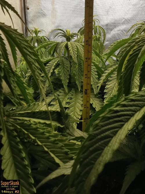 SuperSkunk. Week 7 - 14dn2