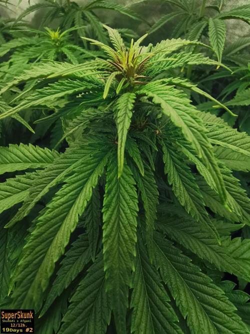 SuperSkunk. Week 8 - n2