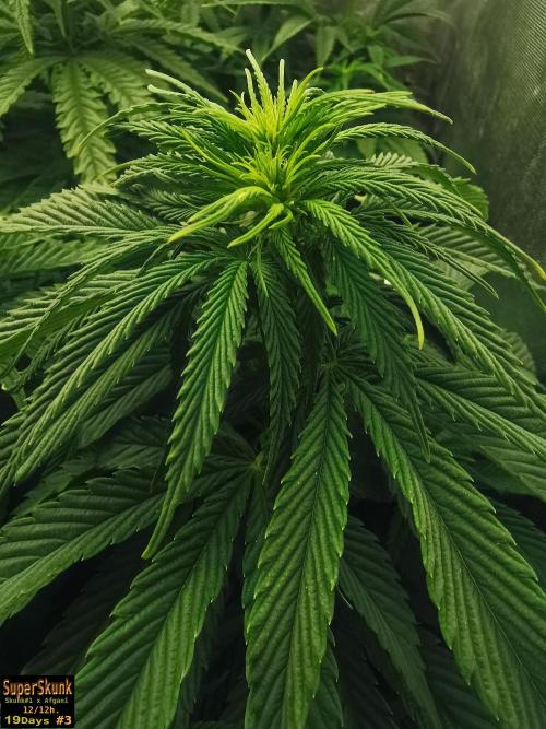 SuperSkunk. Week 8 - n3