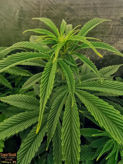 SuperSkunk. Week 8 - n5