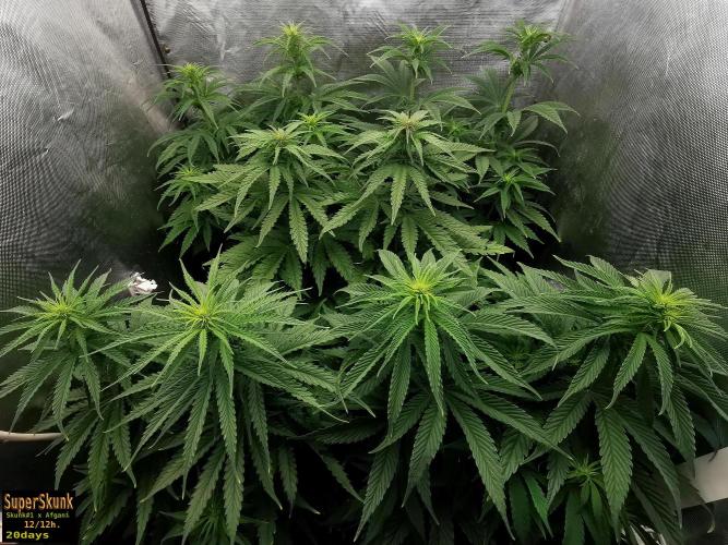 SuperSkunk. Week 8 - 20d
