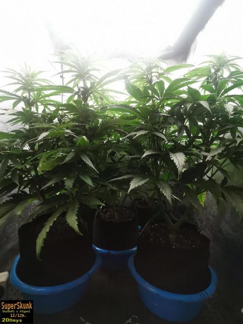 SuperSkunk. Week 8 - 20d