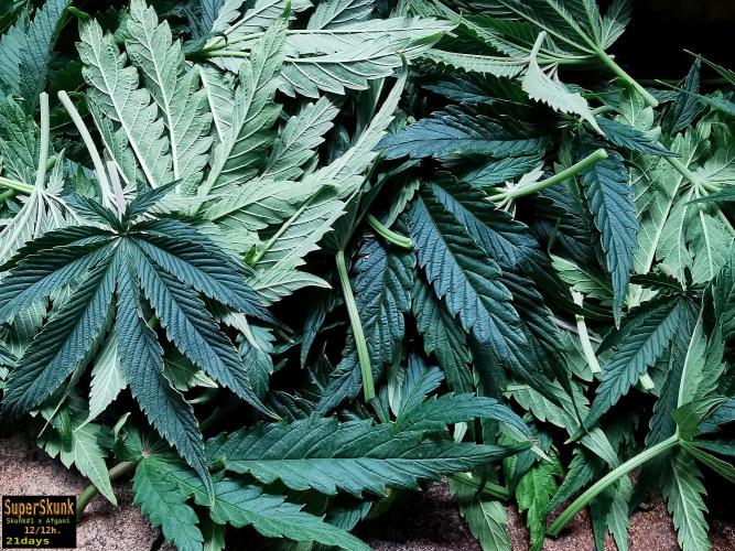 SuperSkunk. Week 8 - 21d