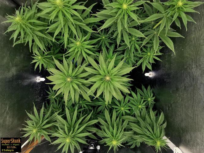 SuperSkunk. Week 8 - 21d