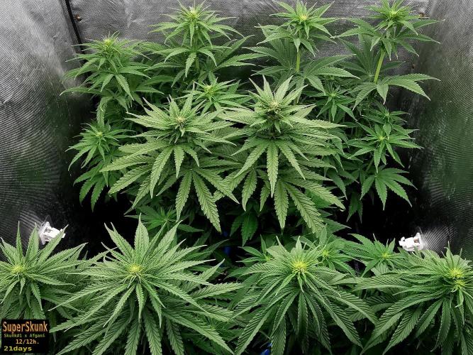 SuperSkunk. Week 8 - 21d