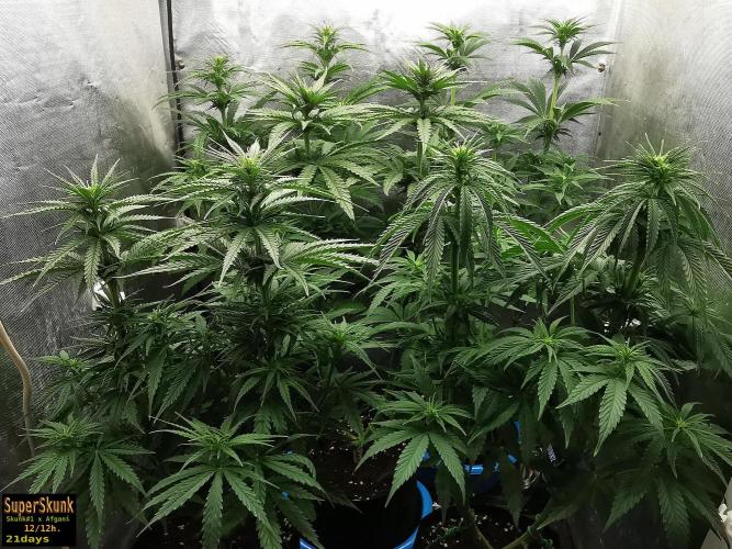 SuperSkunk. Week 8 - 21d