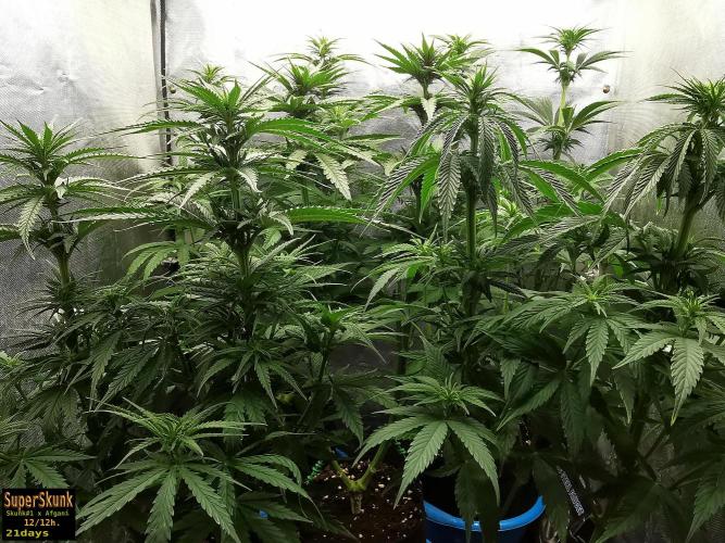 SuperSkunk. Week 8 - 21d