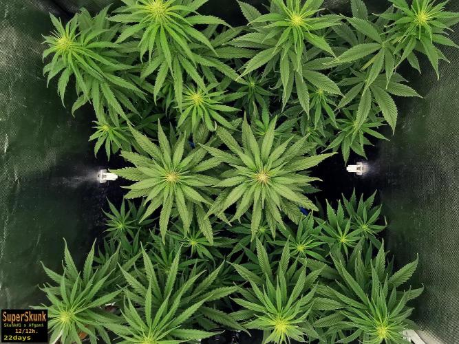 SuperSkunk. Week 9 - 22d