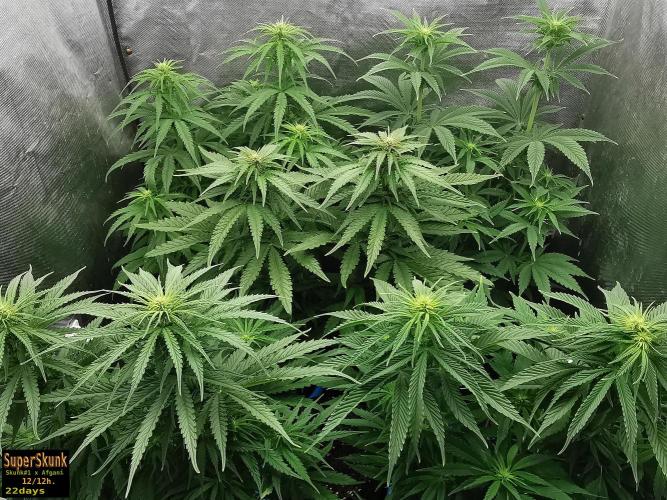 SuperSkunk. Week 9 - 22d