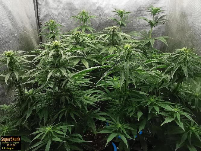 SuperSkunk. Week 9 - 22d