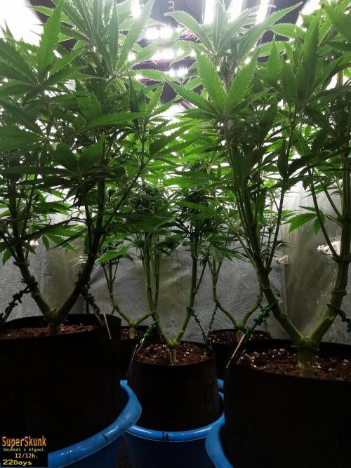 SuperSkunk. Week 9 - 22d