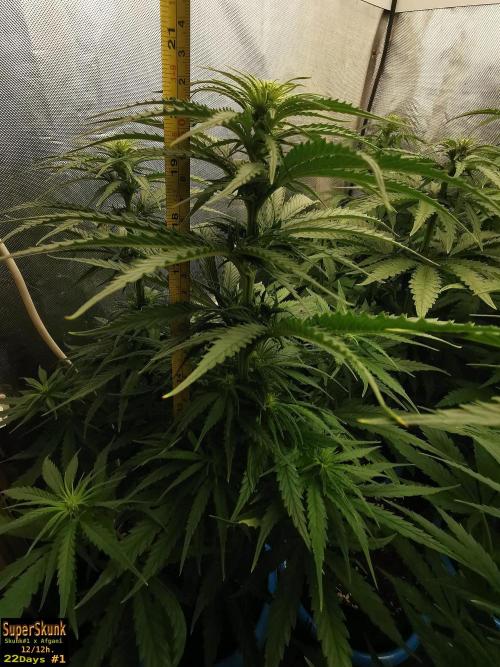 SuperSkunk. Week 9 - 22dn1