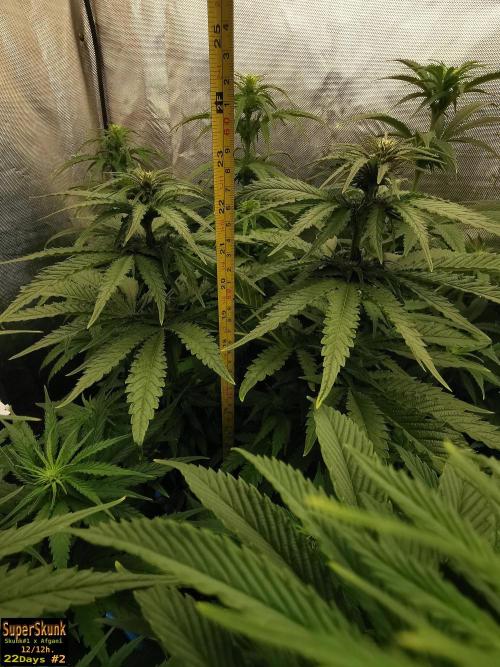 SuperSkunk. Week 9 - 22dn2