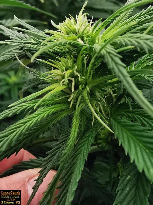 SuperSkunk. Week 9 - 22dn3