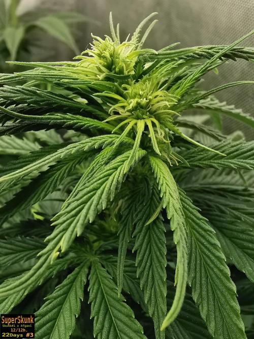 SuperSkunk. Week 9 - 22dn3
