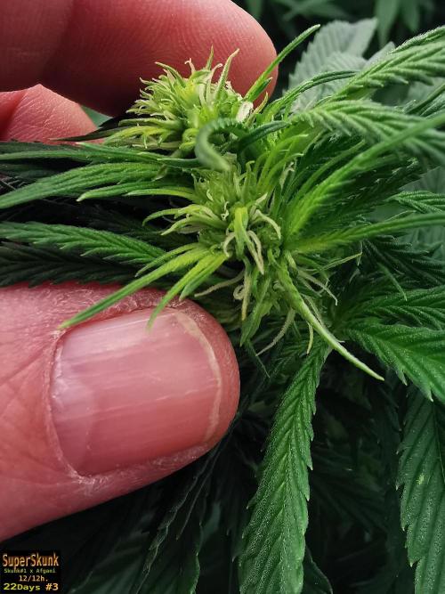 SuperSkunk. Week 9 - 22dn3