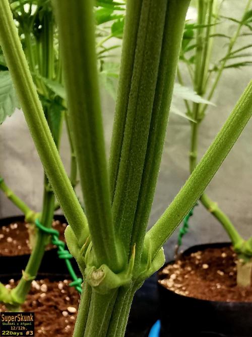 SuperSkunk. Week 9 - 22dn3