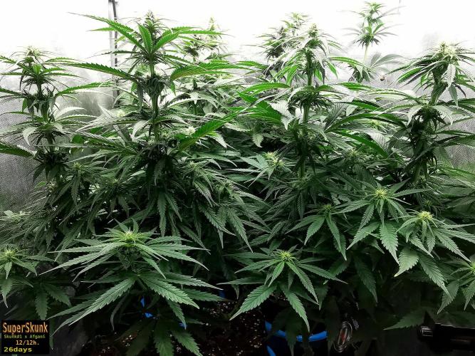 SuperSkunk. Week 9 - 26d