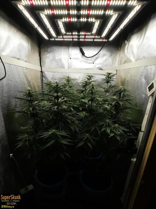 SuperSkunk. Week 9 - 26d