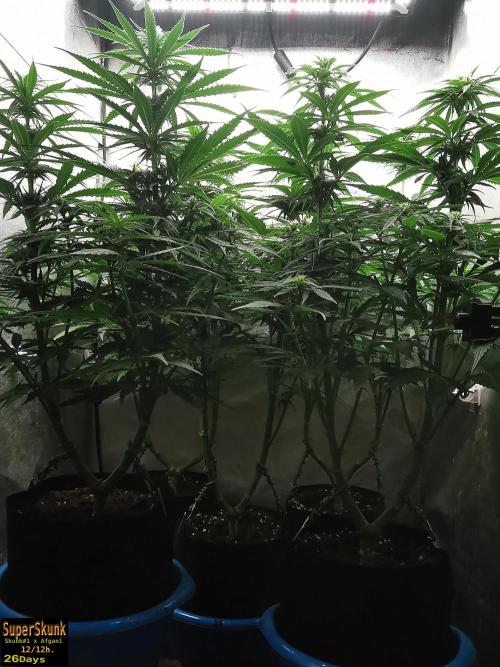 SuperSkunk. Week 9 - 26d