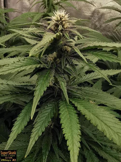 SuperSkunk. Week 9 - 26dn2