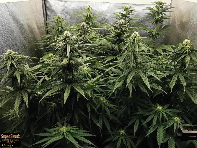 SuperSkunk. Week 9 - 28d