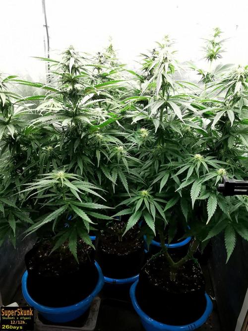 SuperSkunk. Week 9 - 28d
