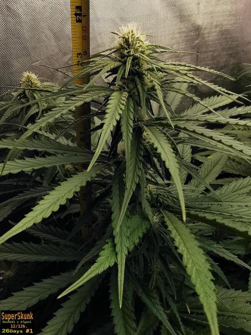 SuperSkunk. Week 9 - 28dn1