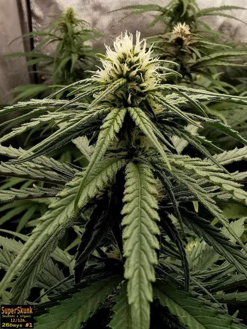 SuperSkunk. Week 9 - 28dn1