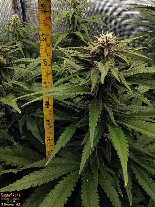 SuperSkunk. Week 9 - 28dn2