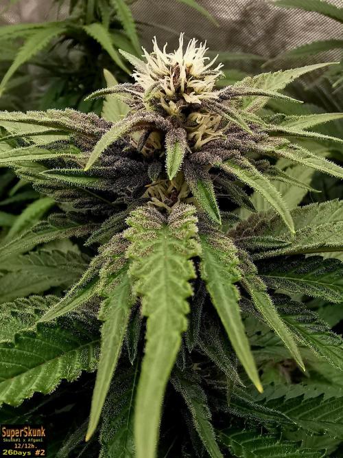 SuperSkunk. Week 9 - 28dn2