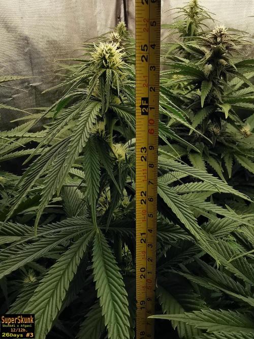 SuperSkunk. Week 9 - 28dn3