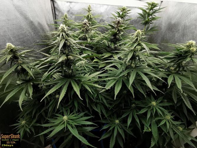 SuperSkunk. Week 10 - 29d