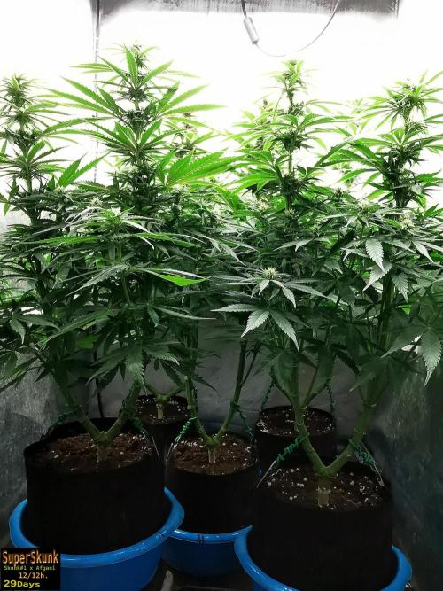 SuperSkunk. Week 10 - 29d
