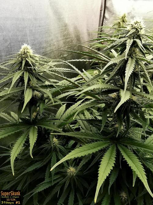 SuperSkunk. Week 10 - 31n1