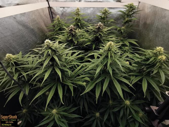 SuperSkunk. Week 10 - 32d